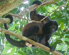 Description de l'image Alouatta palliata coibensis 30273613.jpg.