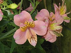 Description de l'image Alstroemeria cv04.jpg.