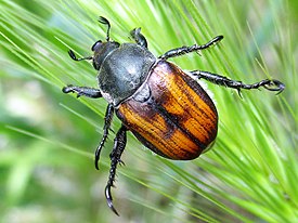 Anisoplia agricola