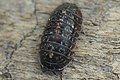 Armadillidium opacum