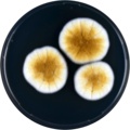 Aspergillus dimorphicus growing on CYA plate