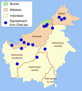 Borneonkissan levinneisyys Siniset pisteet osoittavat missä borneonkissoja on nähty vuosina 2003–2005.