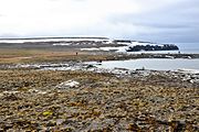 Bennett Island, north coast – tundra landscape