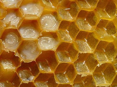 Western honey bee larvae and eggs, by Waugsberg