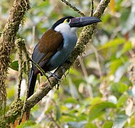 Toucan à bec noir (Andigena nigrirostris)