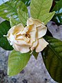 Blooming stages of gardenia flower (5 of 6)