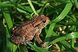 The common toad on grass.