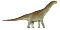 Camarasaurus