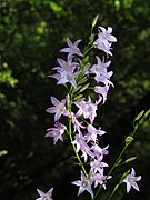 Rapunzel-Glockenblume (Campanula rapunculus)