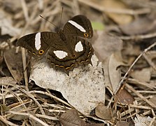 Anartia chrysopelea (シロオビタテハ族(Victorinini))