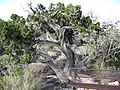 A western juniper tree grows out of the Carrizozo Malpaís.