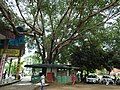 Close up view Chandigarh Heritage Tree at southern side of PGI