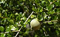 Pittosporum spinescens unripe fruit.