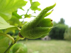 Citron déformé par acarien.