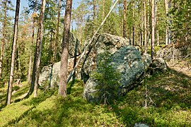 Forêt de conifères située en pentes.