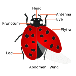 A diagram of the ladybug and its body parts