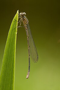 Azure damselfly nymph, by Richard Bartz