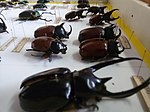 Beetle specimens at Coleoptera Section, Kolkata