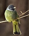 Collared finchbill, Spizixos semitorques