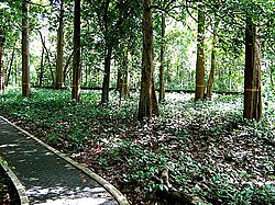 Teak plantations in Nilambur