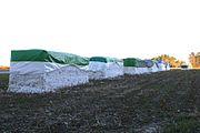 Harvested cotton in modules ready for pickup