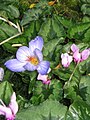 Crocus speciosus 'Artabir'