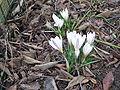 Crocus versicolor 'Picturatus'