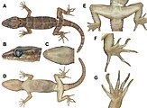Cyrtodactylus santana