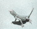 Earless lizard in the White Sands National Monument