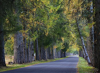 Аллея сибирских лиственниц