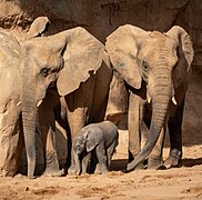 Elephants with a baby.