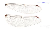 Female wings