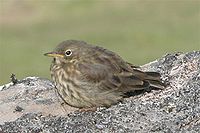 A. p. petrosus on Suðuroy, Faroe Islands