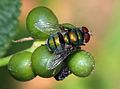 Chrysomya albiceps (Chrysomya, Calliphoridae)