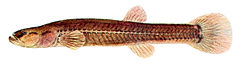 Description de l'image Forbesichthys agassizii.jpg.