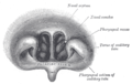 Front of nasal part of pharynx, as seen with the laryngoscope.