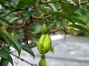 牙香樹果實