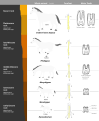 Image 32This image shows a representative sequence, but should not be construed to represent a "straight-line" evolution of the horse. Reconstruction, left forefoot skeleton (third digit emphasized yellow) and longitudinal section of molars of selected prehistoric horses (from Evolution of the horse)