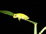 State Amphibian of Trinidad and Tobago