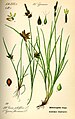 Cyperus flavescens