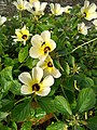 Arapuás e Apis melifera competindo pelos recursos florais da Flor-do-Guarujá