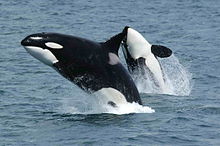 Two killer whales jump above the sea surface, showing their black, white and grey colouration. The closer whale is upright and viewed from the side, while the other whale is arching backward to display its underside.
