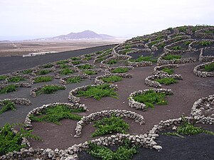 Odling av Malvasia på Lanzarote. De planteras direkt i det svarta lavagruset och försörjs med dagg. Murarna skyddar mot vind.