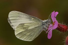 Dismorphiinae Leptidea juvernica