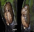 Pupae