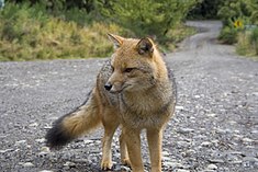 Renard de Magellan (Lycalopex culpaeus).