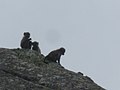 Jeunes babouins à proximité du col.