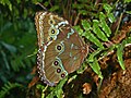 Ventral view