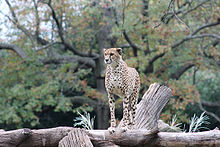 cheetah atop a platform, facing camera