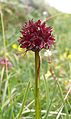 Nigritella austriaca, groupe du Puez, Dolomites